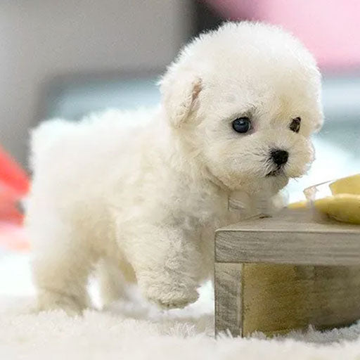 Milow – Chiot robot réaliste interactif