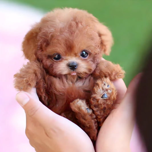 Nicoo – Cane robot giocattolo interattivo
