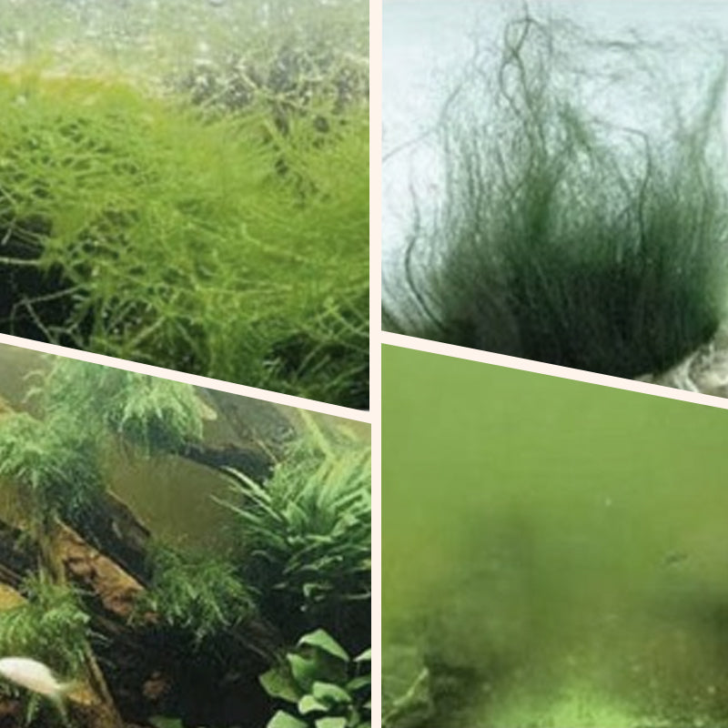 Éliminateur d'Algues et de Mousse pour Aquarium - Purification Sûre de l'Eau