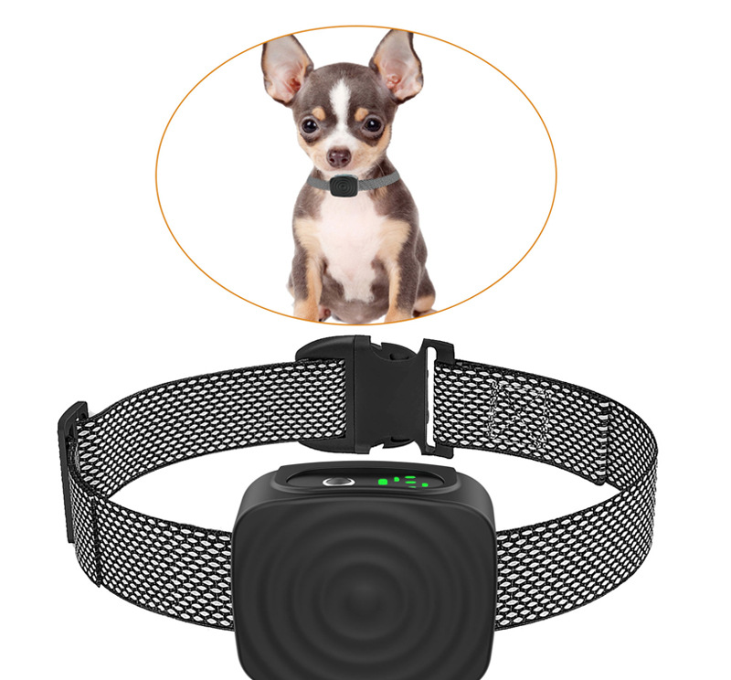Collier pour chiens d'entraînement