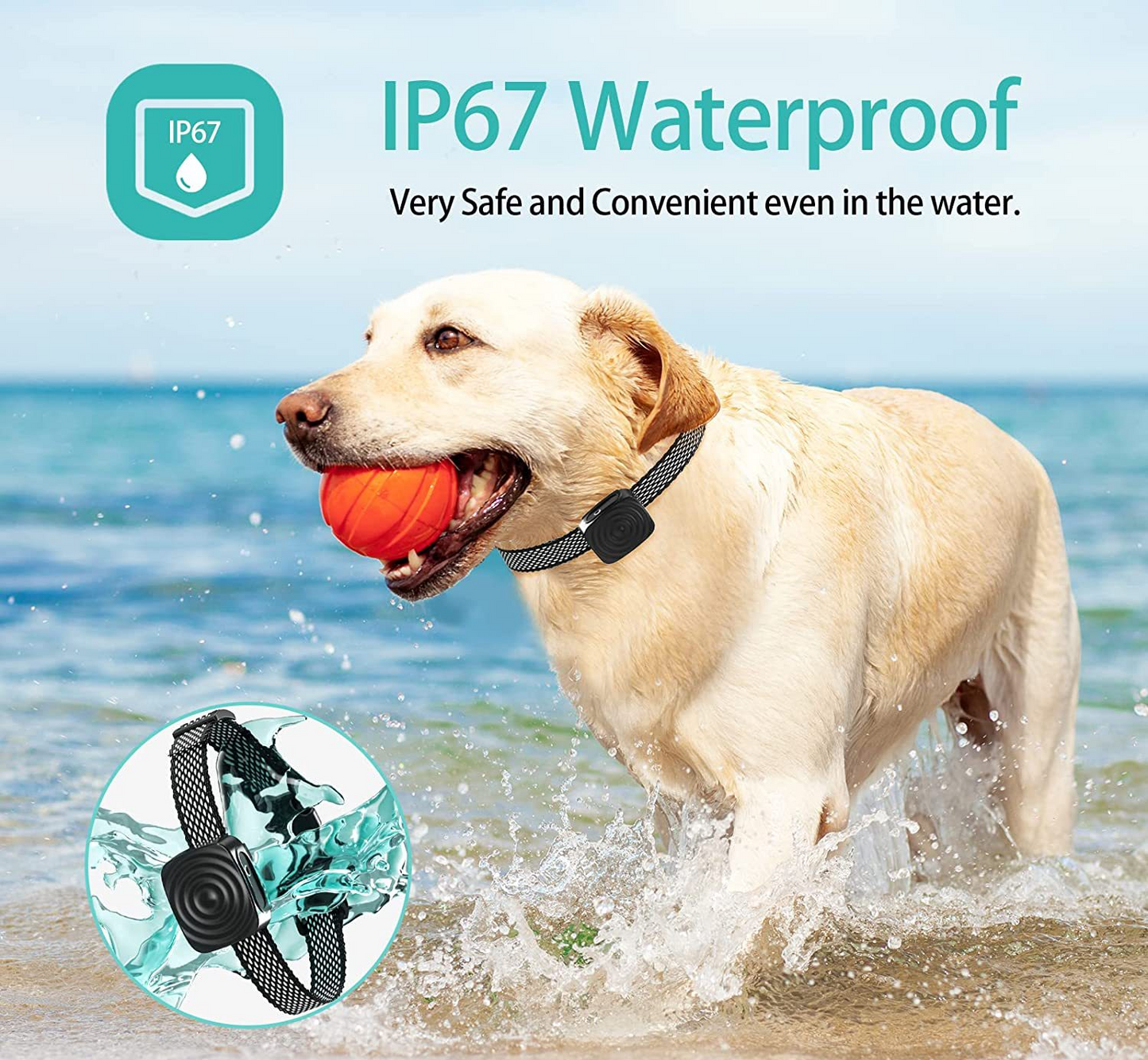 Collier pour chiens d'entraînement