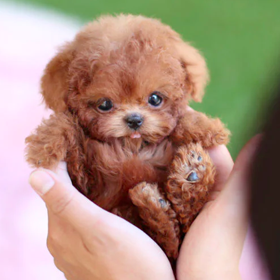 Milow – Chiot robot réaliste interactif